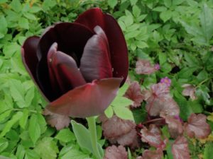 lynneapril2016tulipred