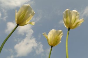 lynneapril2016tulips